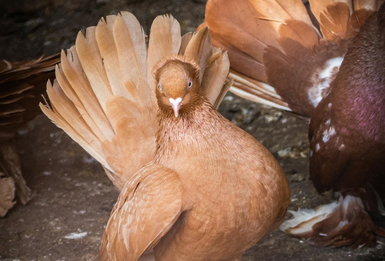 Fantail pigeon