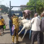 Oyo govt arrest herdsman, nine cows for violating anti-open grazing law in Ibadan