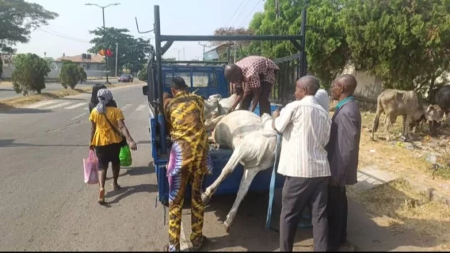 Oyo govt arrest herdsman, nine cows for violating anti-open grazing law in Ibadan