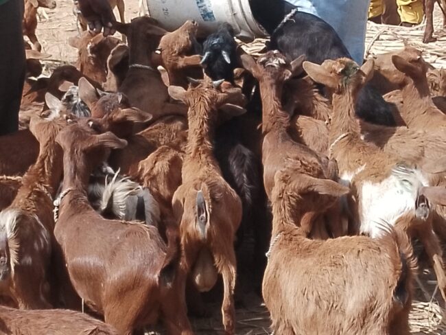 Jigawa senator empowers constituents with 900 goats