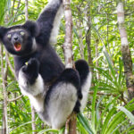 Indri Babakoto