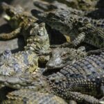 Reptiles