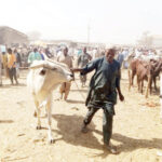 Wudil Cattle Market