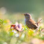 the wren is a bird that is hunted as a tradition on boxing day