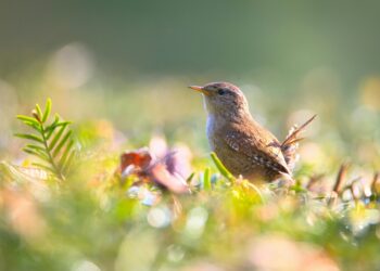 the wren is a bird that is hunted as a tradition on boxing day