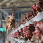 Bird Flu outbreaks, Bird flu virus outbreak