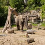 elephants lack human rights