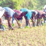 Nigerian government and collaborative effort with Japan IFAD-VCDP AFPI train youths in modern rice