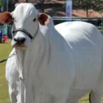 World’s most expensive cow,