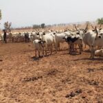 Taraba govt recovers, returns 198 stolen cows, 58 sheep to owners