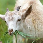 a goat is one of the animals with the sharpest eyesight