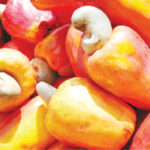 Kogi Assembly bans foreigners, Cashew industry stakeholders decry underutilisation