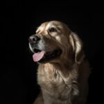 5 essential factors to consider when getting a dog