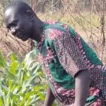 Nigerian farmers challenge anti-GMO claims