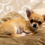 Chihuahua is one of the best dogs to have as a pet