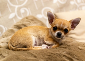 Chihuahua is one of the best dogs to have as a pet