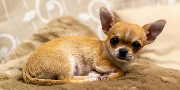 Chihuahua is one of the best dogs to have as a pet