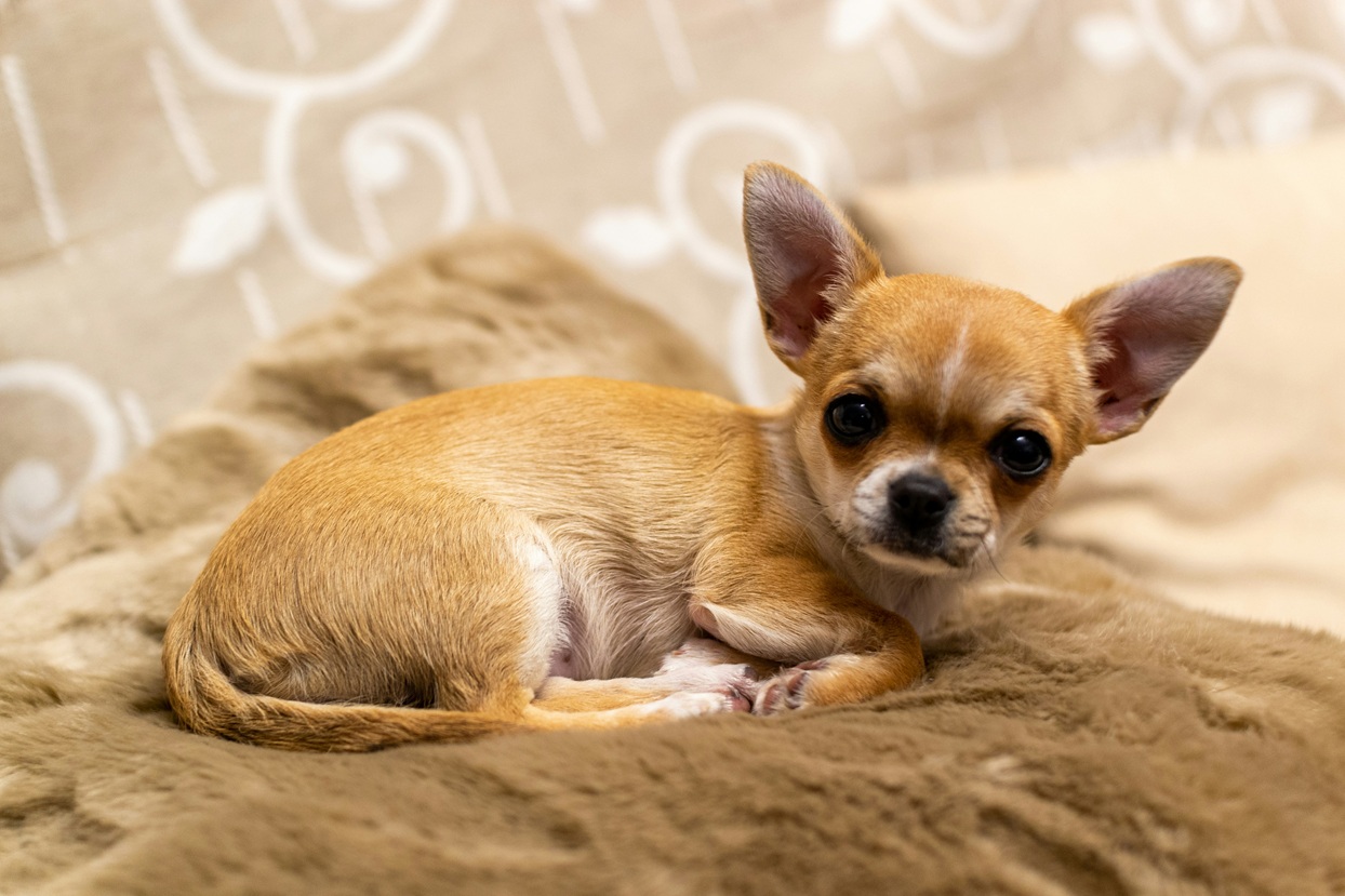 Chihuahua is one of the best dogs to have as a pet