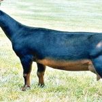 How barbeque merchants threaten production of West
