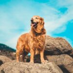 Golden Retriever is one of the friendliest dogs to have around children