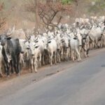 Criminal elements threatening peace in Agatu, Benue MACBAN chairman alleges