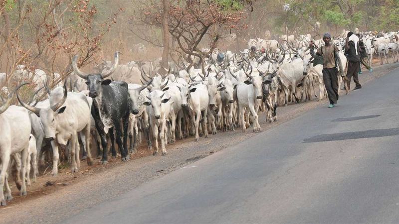 Criminal elements threatening peace in Agatu, Benue MACBAN chairman alleges
