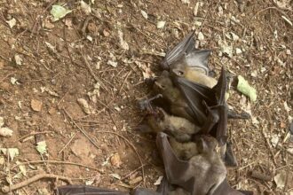 Environmentalist condemns killing of migratory bats near Kaduna Assembly garden