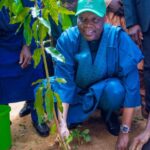 forests to mitigate climate change