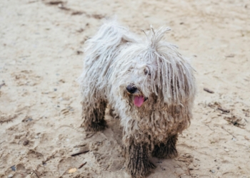 Komondor is one of the best dog breeds for security