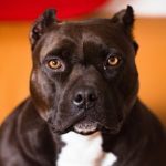 Man shot by dog