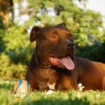 Pitbull is one of the dangerous dogs to avoid around children