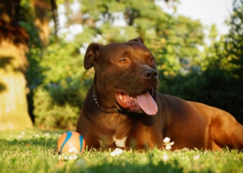 Pitbull is one of the dangerous dogs to avoid around children