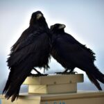 Ravens are some of the smartest animals in the world
