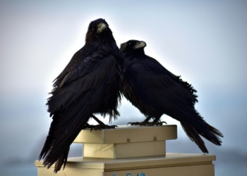 Ravens are some of the smartest animals in the world