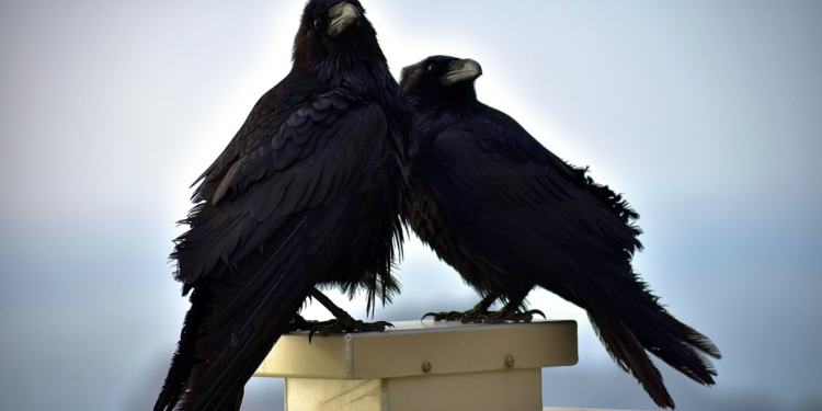 Ravens are some of the smartest animals in the world