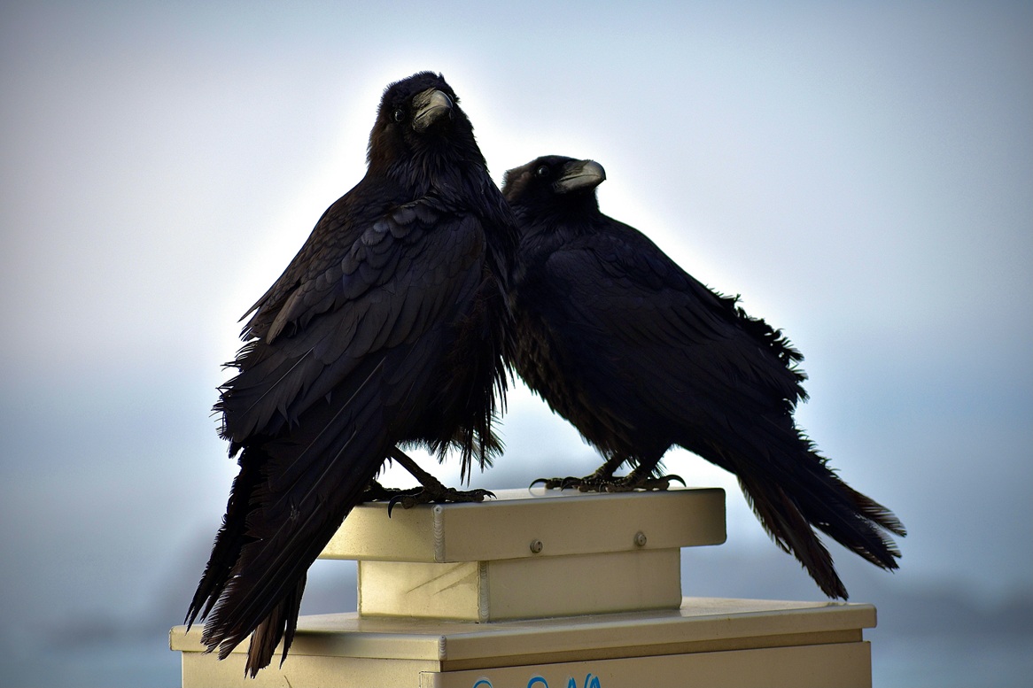 Ravens are some of the smartest animals in the world