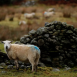 UK: Bird flu raises concerns as first-ever sheep infection detected