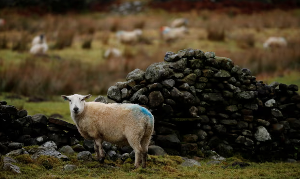 UK: Bird flu raises concerns as first-ever sheep infection detected