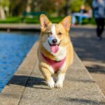 best dog breeds you can keep as pets