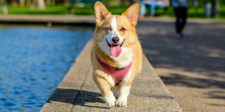 best dog breeds you can keep as pets