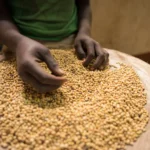 Experts warn farmers, consumers about dangers of substandard micronutrient seeds