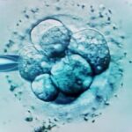 Embryo mixed up baby Australia