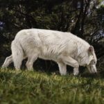 Dire Wolf. Credit X Winter is Coming