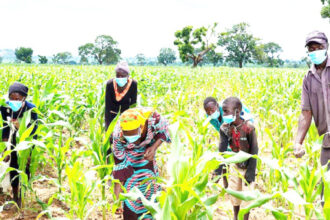 Renewed killings of farmers in the north