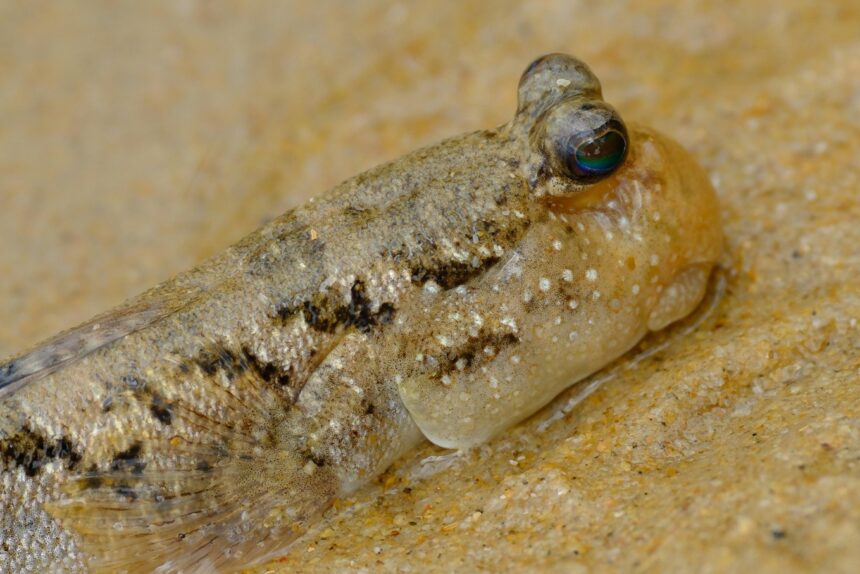 Mudskipper is a fish that can survive without water