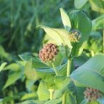 bitter leaf in treating measles