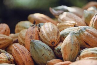 cocoa-producing countries