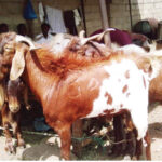 Nigeria’s feed fodder sector