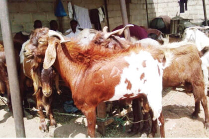Nigeria’s feed fodder sector
