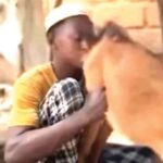 goat Kano Hisbah